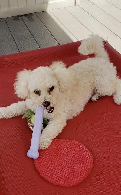 Enlarge Fritz, a Adoptable Miniature Poodle in Gardena, CA image 4/5