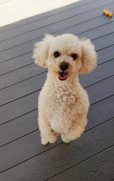 Enlarge Fritz, a Adoptable Miniature Poodle in Gardena, CA image 2/5