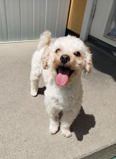 Enlarge Fritz, a Adoptable Miniature Poodle in Gardena, CA image 2/4