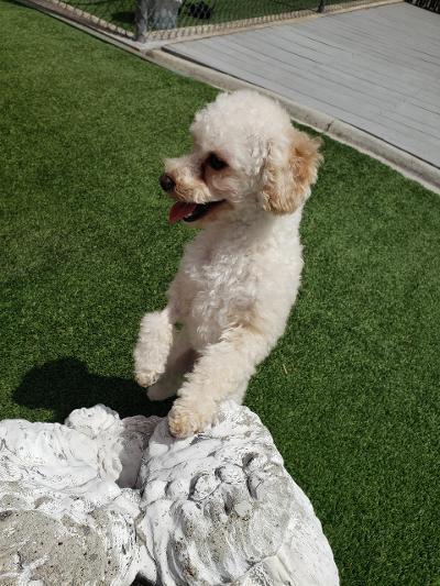 Enlarge Fritz, a Adoptable Miniature Poodle in Gardena, CA image 3/4