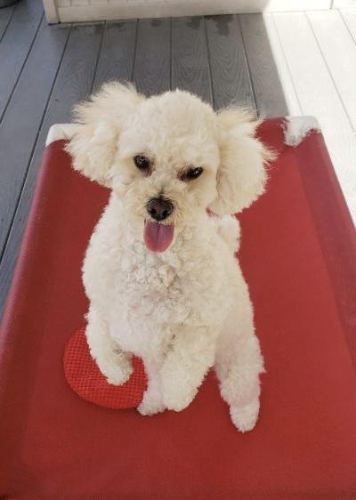 Enlarge Fritz, a Adoptable Miniature Poodle in Gardena, CA image 3/5