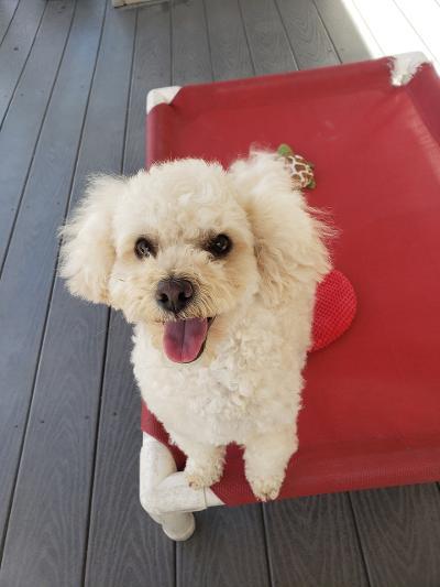 Enlarge Fritz, a Adoptable Miniature Poodle in Gardena, CA image 1/5