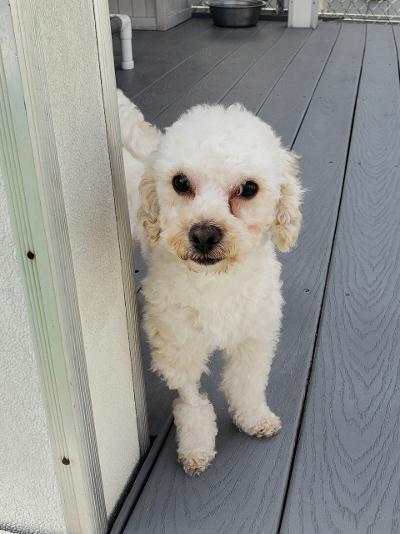 Enlarge Fritz, a Adoptable Miniature Poodle in Gardena, CA image 4/4