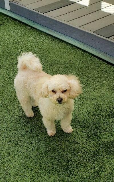 Enlarge Fritz, a Adoptable Miniature Poodle in Gardena, CA image 5/5