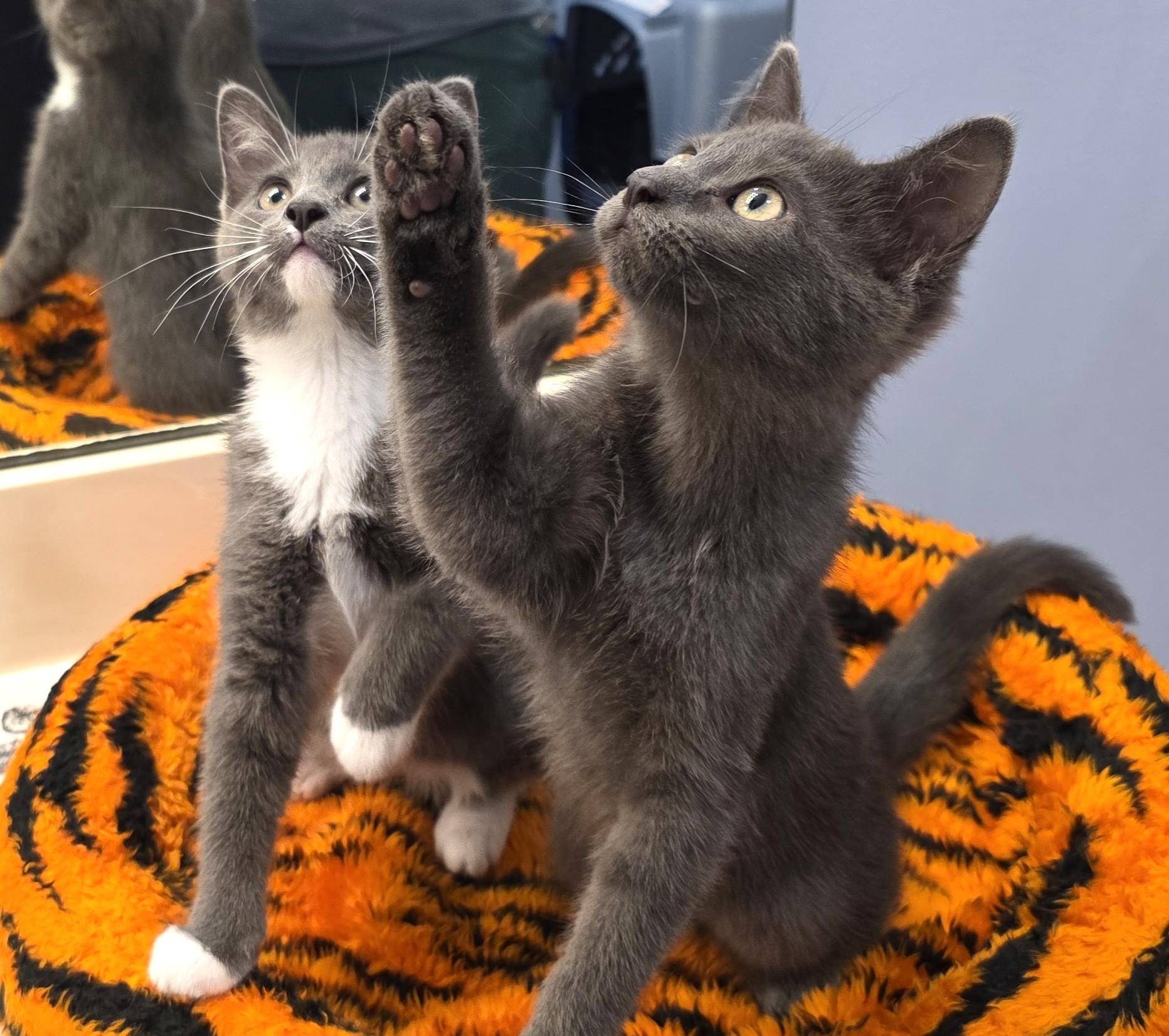 LAVENDAR, a Adoptable Domestic Short Hair in Saddle River, NJ image 2/4