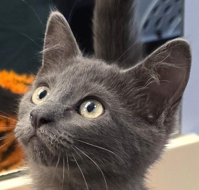 LAVENDAR, Adoptable, Kitten Female Domestic Short Hair.