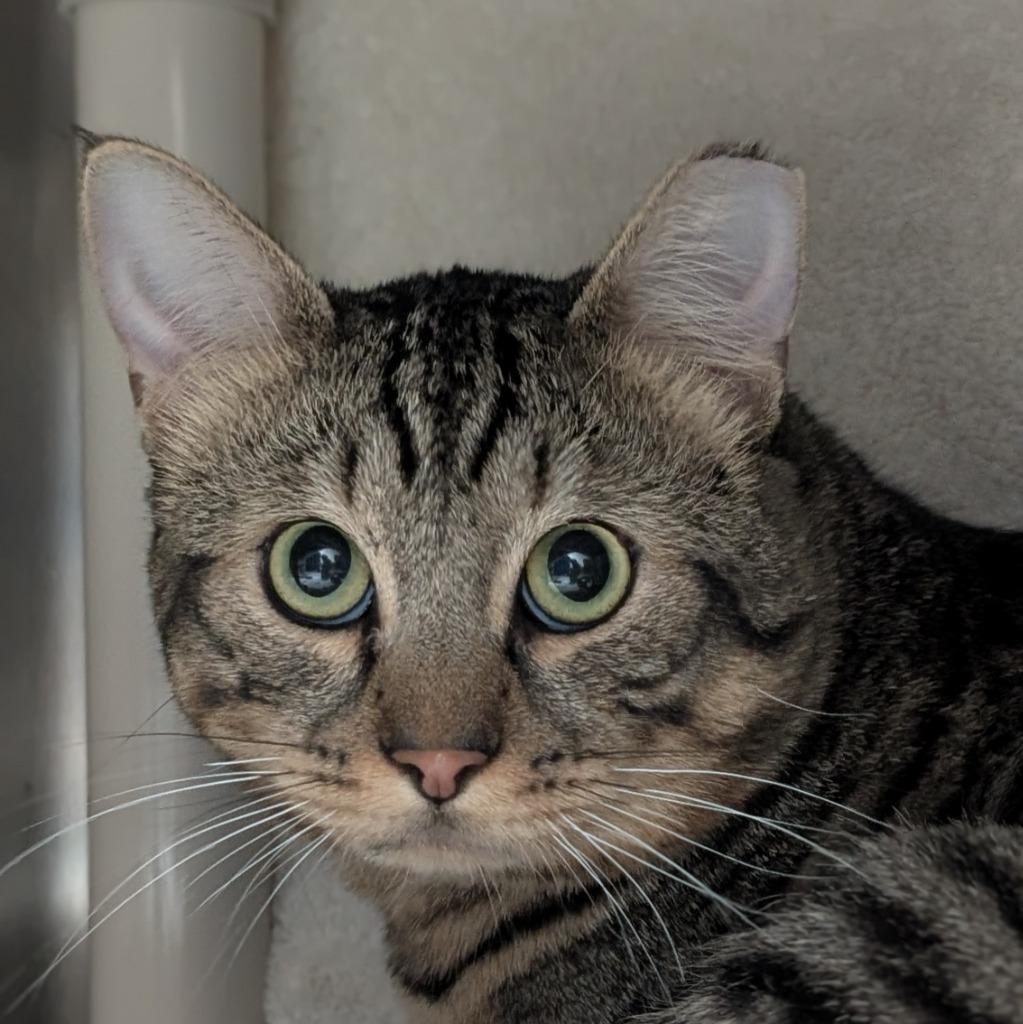 Enlarge Zaney, a Adoptable mixed breed in Shoreline, WA image 1/2