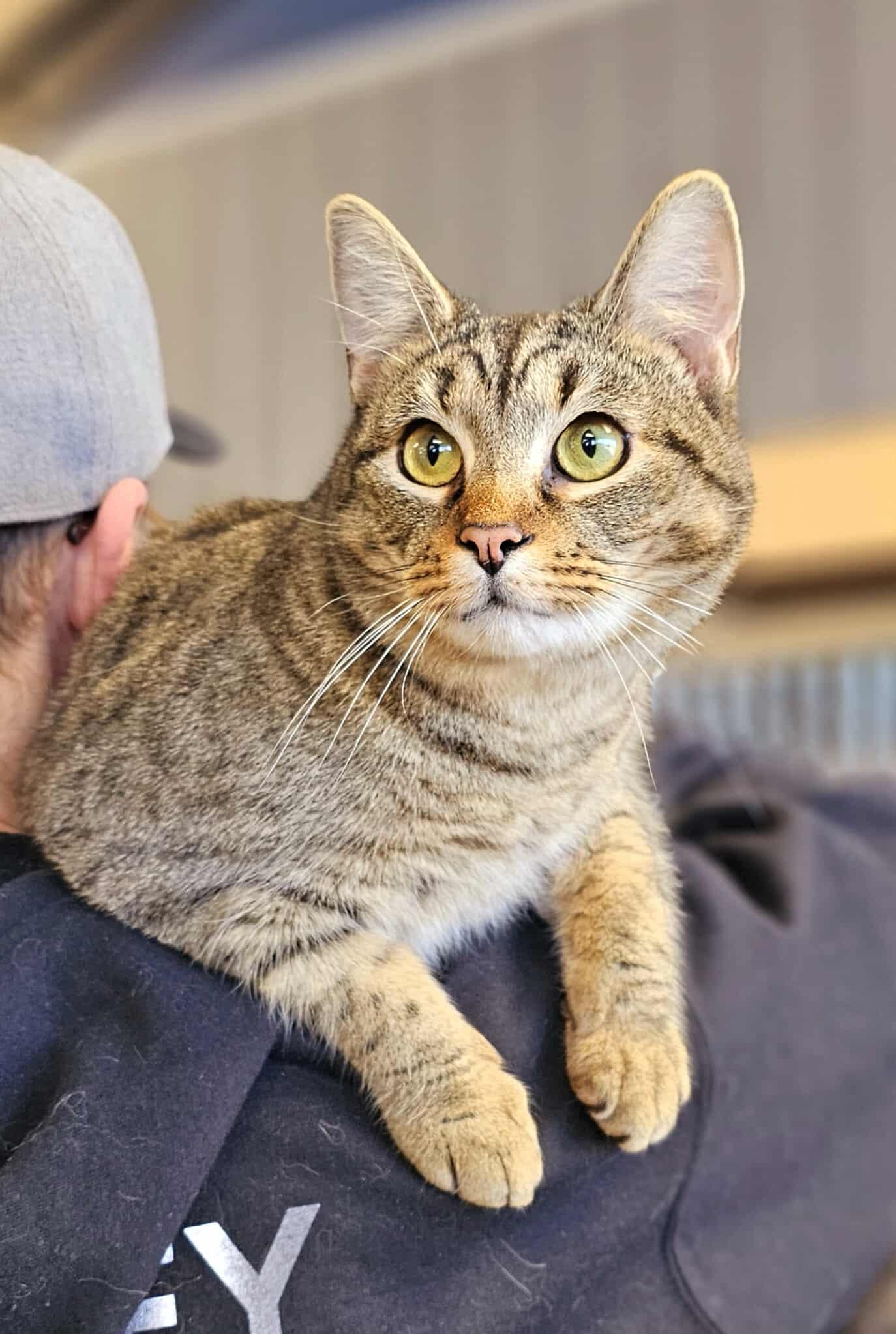 Luffy, ADOPTABLE, Adult Male Tabby.