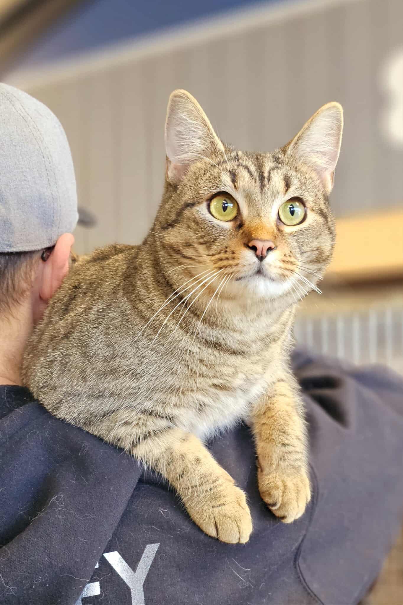 Enlarge Luffy, a ADOPTABLE Tabby in Oak Ridge, TN image 3/3