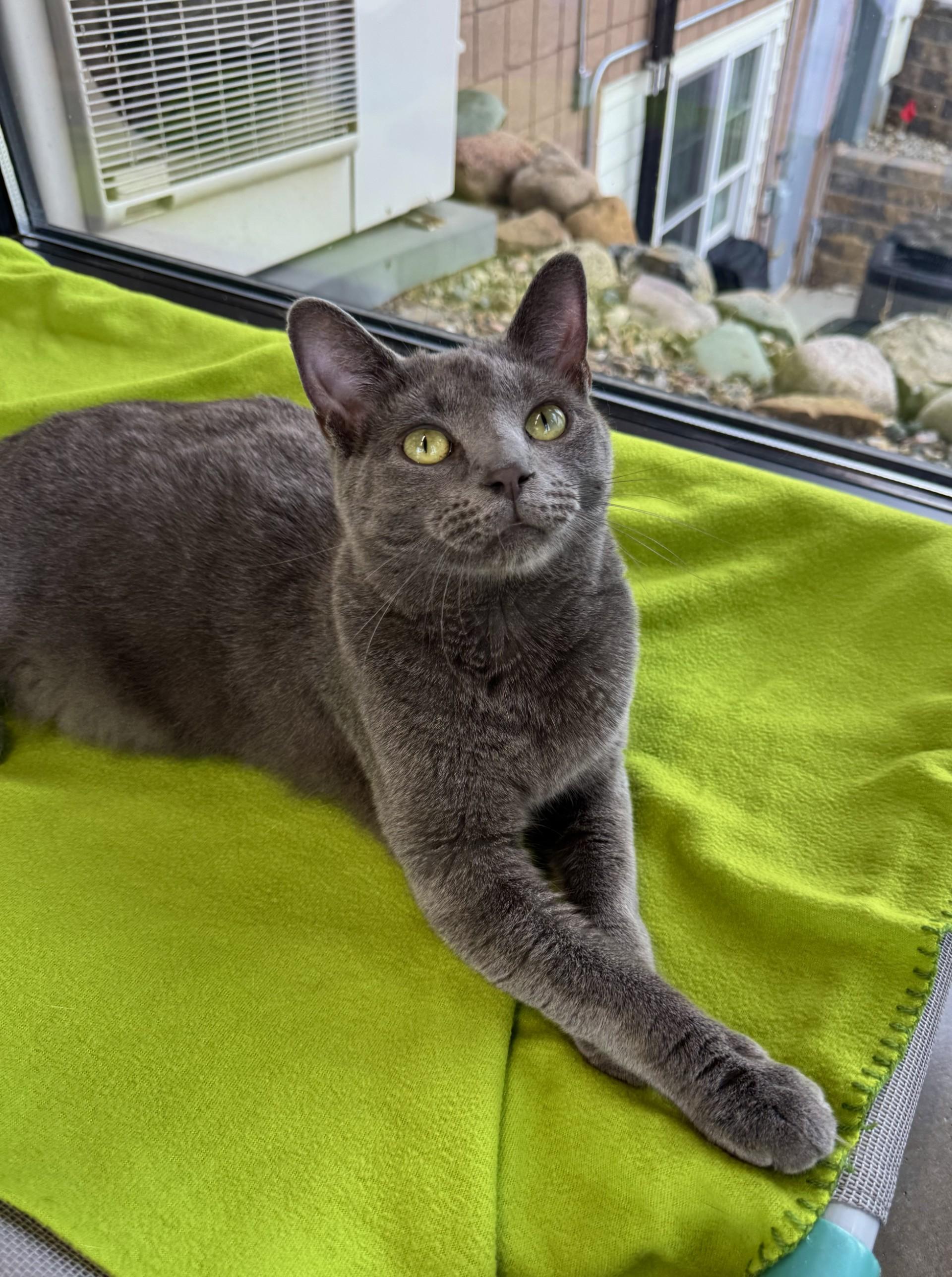 Perry, Adoptable, Young Male Domestic Short Hair.