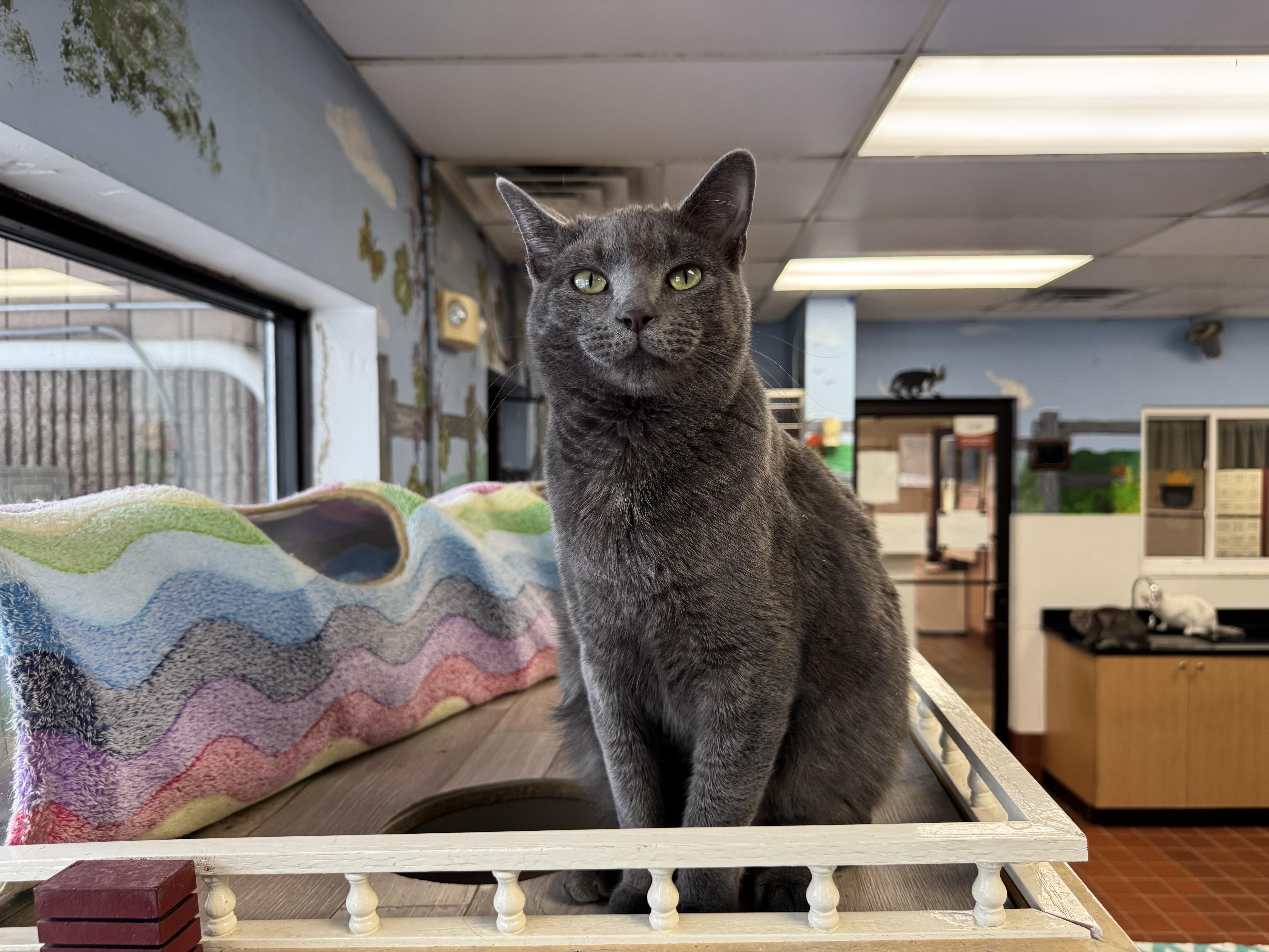 Enlarge Perry, a Adoptable Domestic Short Hair in Battle Creek, MI image 2/5