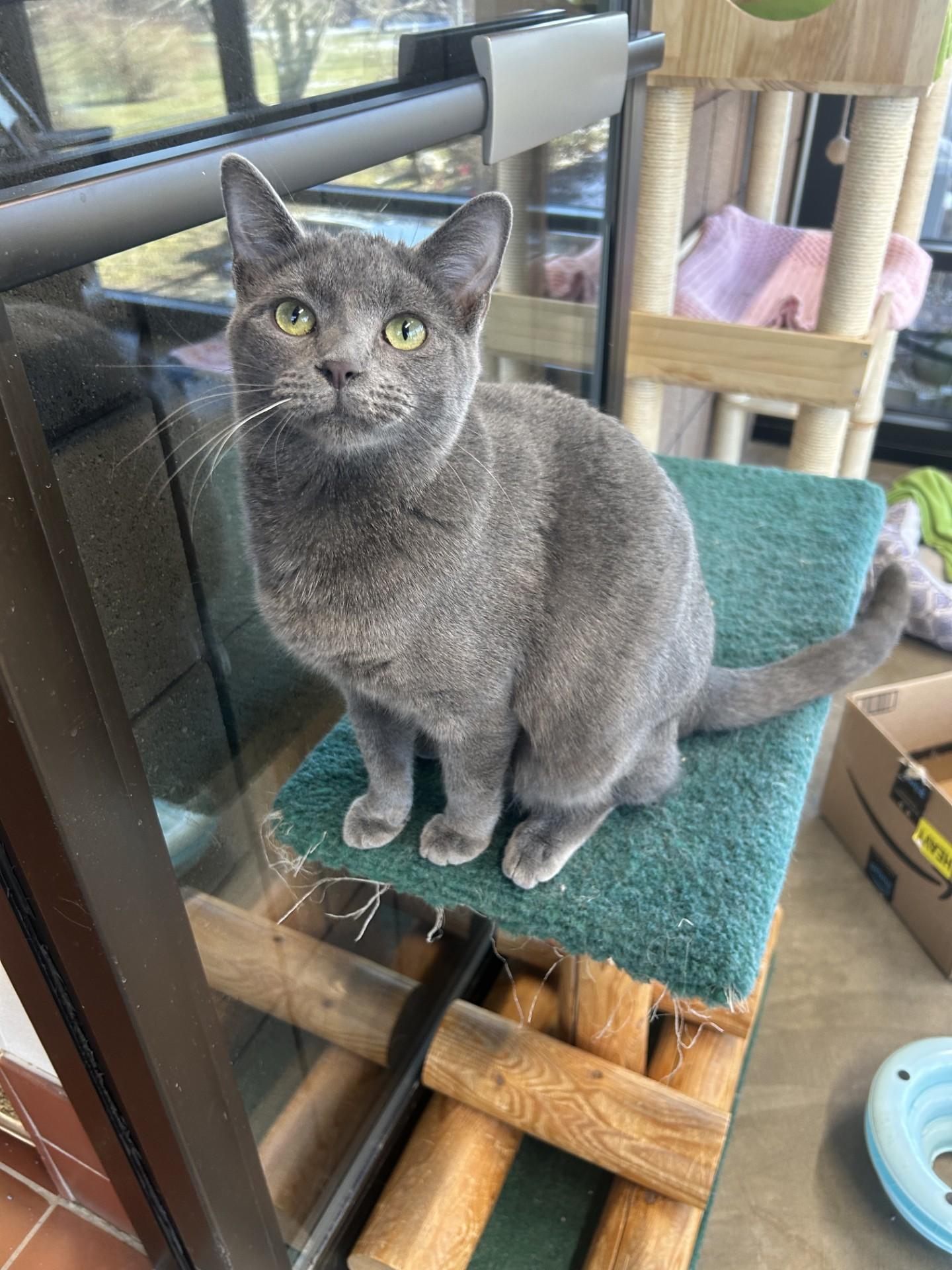Enlarge Perry, a Adoptable Domestic Short Hair in Battle Creek, MI image 4/5