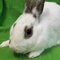 Enlarge Avalon, a Adoptable mixed breed in Haltom City, TX image 4/4