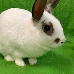 Enlarge Avalon, a Adoptable mixed breed in Haltom City, TX image 2/4