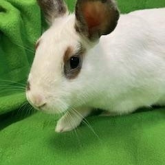 Enlarge Avalon, a Adoptable mixed breed in Haltom City, TX image 3/4