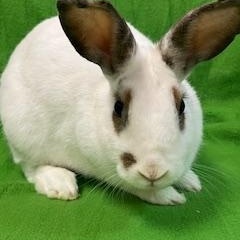 Avalon, Adoptable, Adult Female Bunny Rabbit.