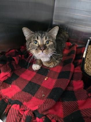 Jasper, Adoptable, Adult Male Domestic Short Hair & Domestic Short Hair.