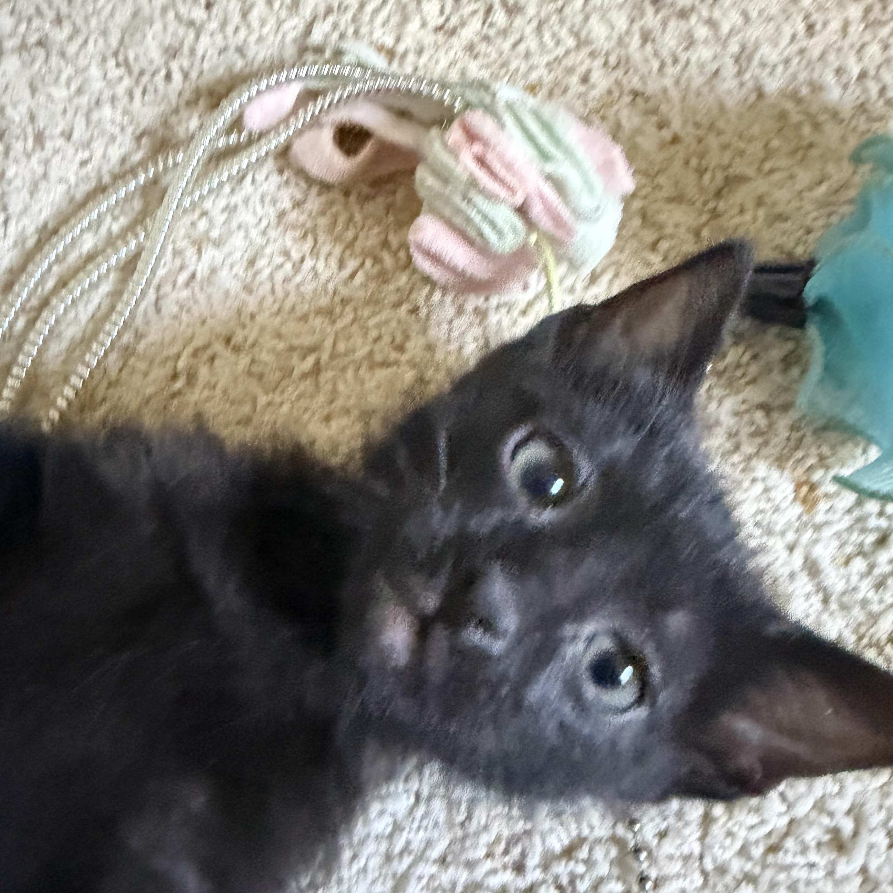 Brian Groth, a Adoptable Domestic Short Hair in Denver, CO image 3/4