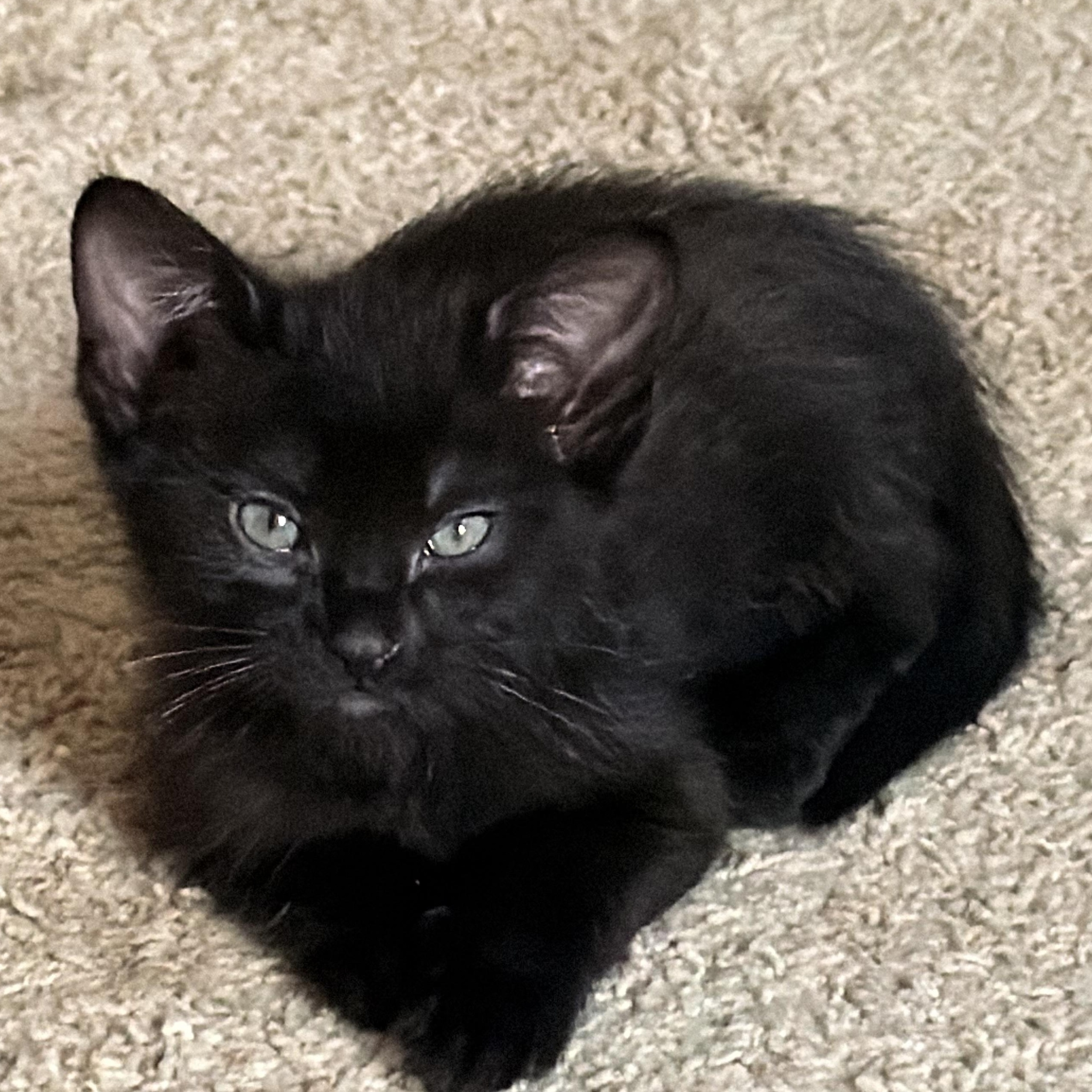 Brian Groth, a Adoptable Domestic Short Hair in Denver, CO image 4/4