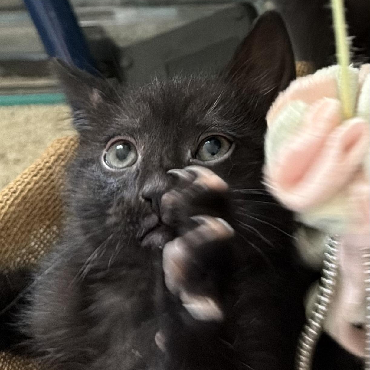 Brian Groth, a Adoptable Domestic Short Hair in Denver, CO image 2/4