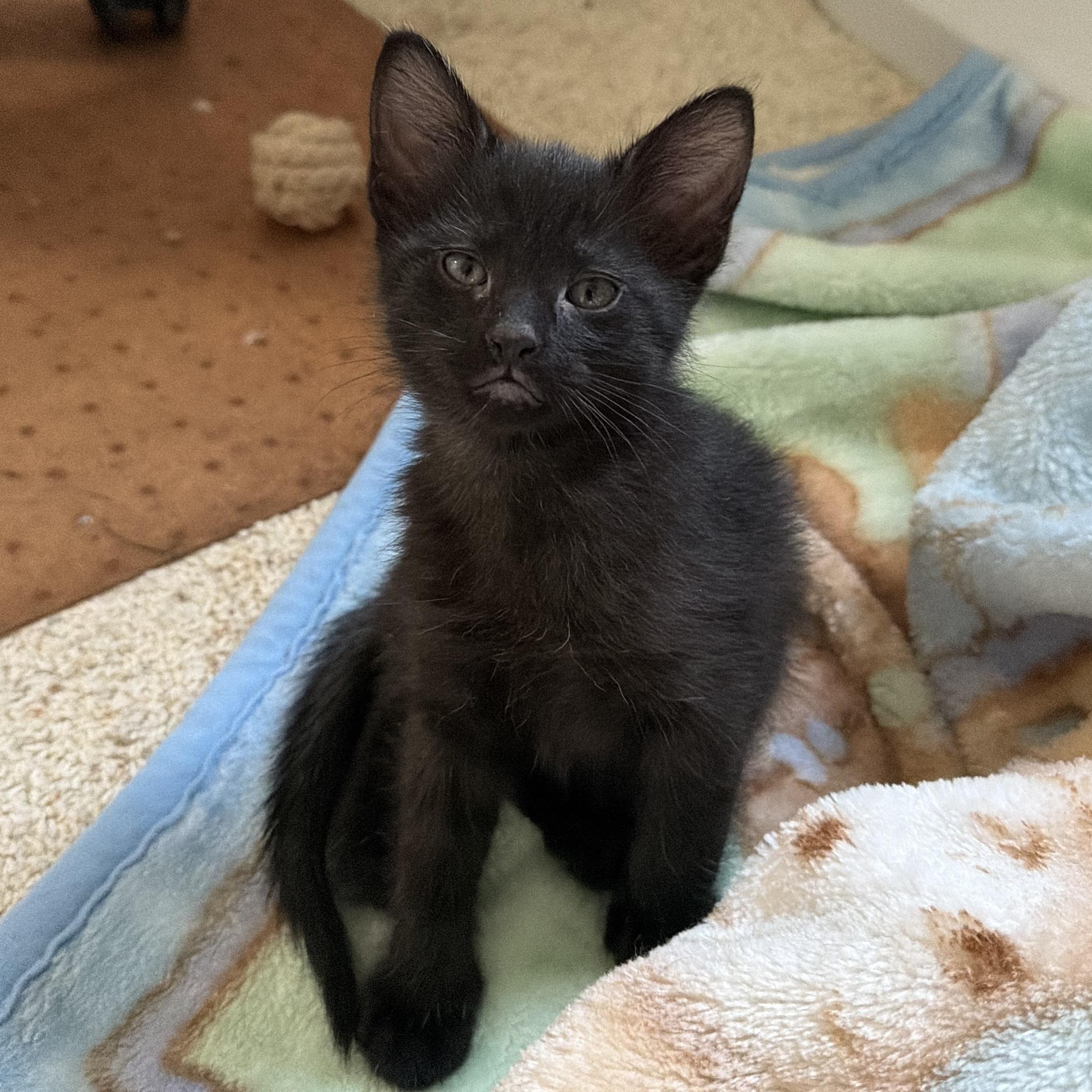 Brian Groth, Adoptable, Kitten Male Domestic Short Hair.