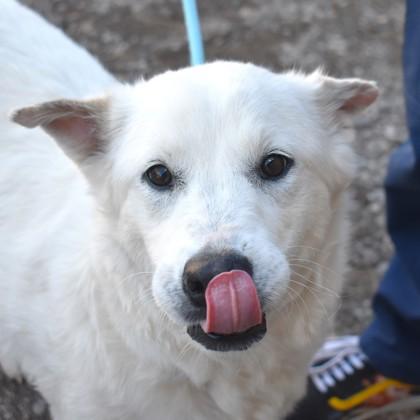Enlarge Buffy, a ADOPTABLE Mixed Breed in Flagstaff, AZ image 3/4