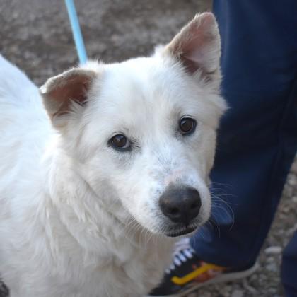 Enlarge Buffy, a ADOPTABLE Mixed Breed in Flagstaff, AZ image 2/4