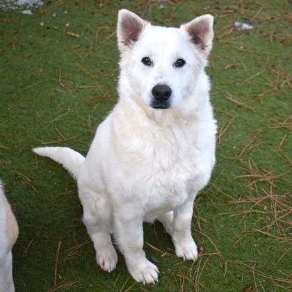 Enlarge Buffy, a ADOPTABLE Mixed Breed in Flagstaff, AZ image 1/4