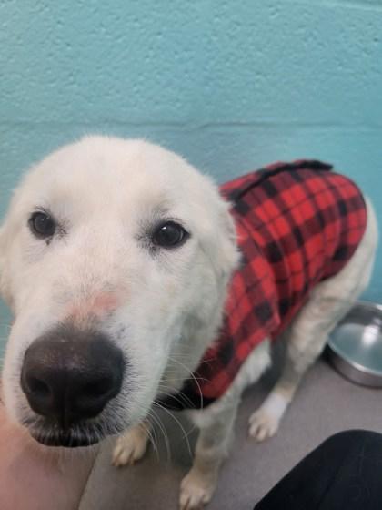 Enlarge Buffy, a ADOPTABLE Mixed Breed in Flagstaff, AZ image 4/4