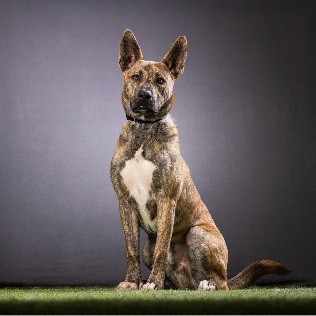 Bobert — thumbnail 2