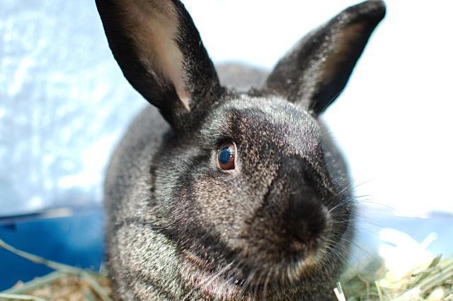 Bam Bam, a Adoptable Havana in Brandon, FL image 1/4