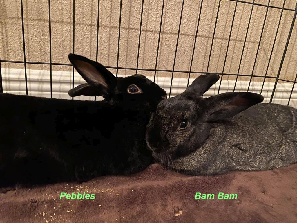Bam Bam, a Adoptable Havana in Brandon, FL image 2/4