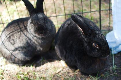 Bam Bam, a Adoptable Havana in Brandon, FL image 3/4