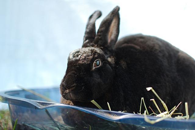 Bam Bam, a Adoptable Havana in Brandon, FL image 4/4
