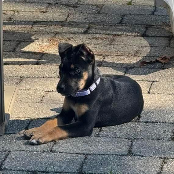 Enlarge Lucy, a Adoptable mixed breed in Warwick, RI image 3/6