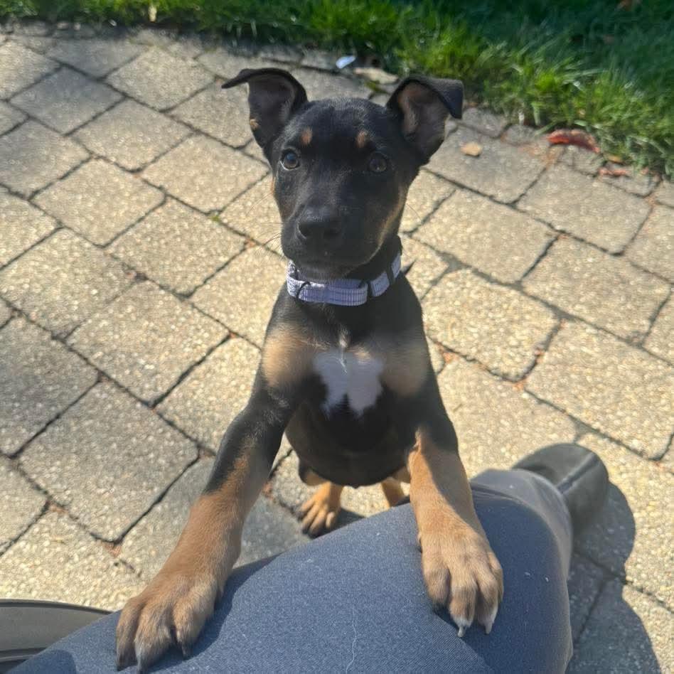 Enlarge Lucy, a Adoptable mixed breed in Warwick, RI image 4/6