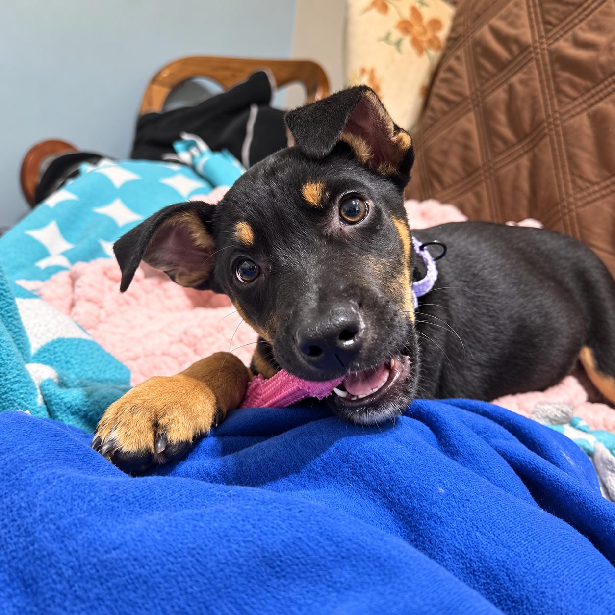 Enlarge Lucy, a Adoptable mixed breed in Warwick, RI image 2/6