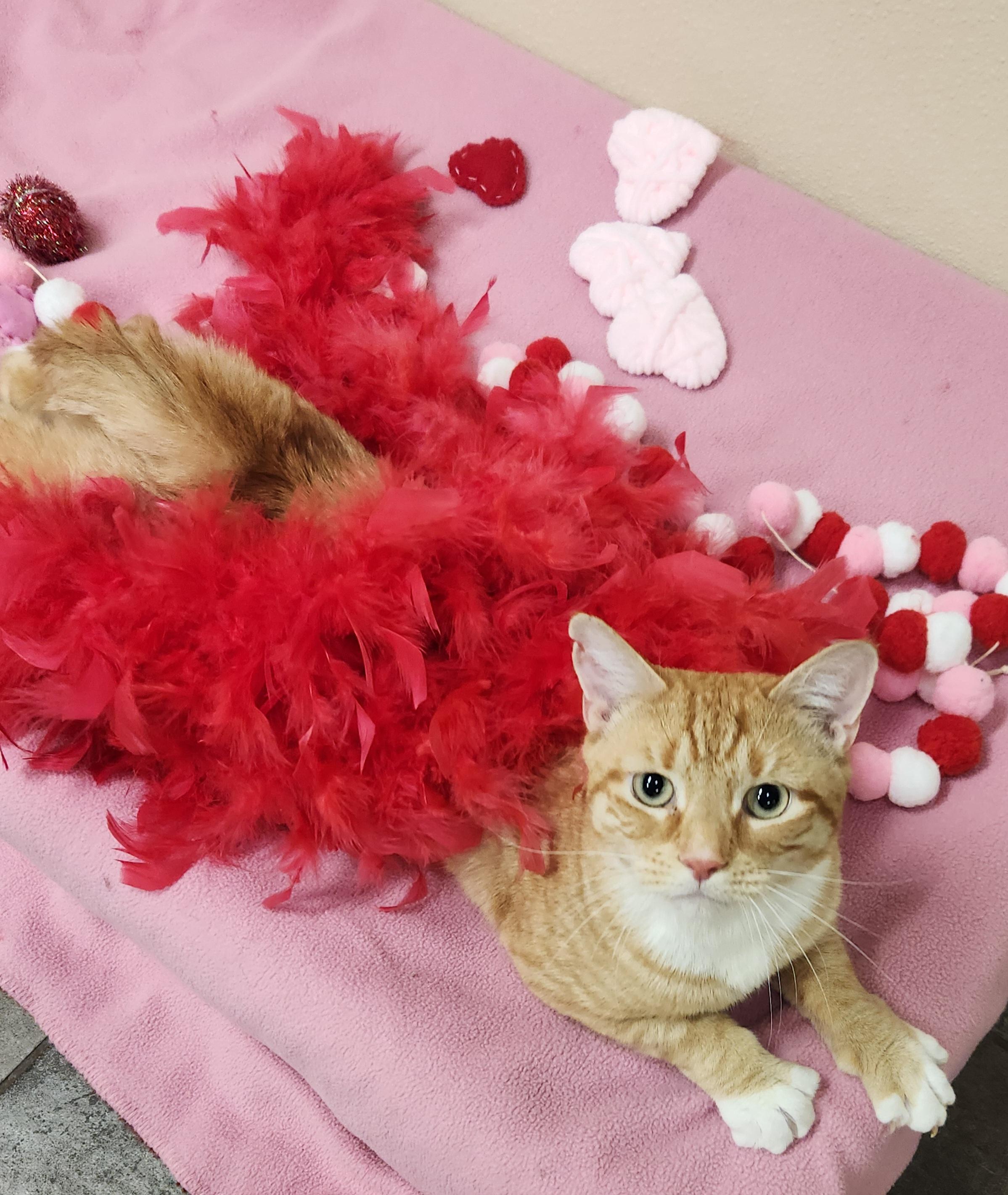 George, Adoptable, Adult Male Domestic Short Hair.