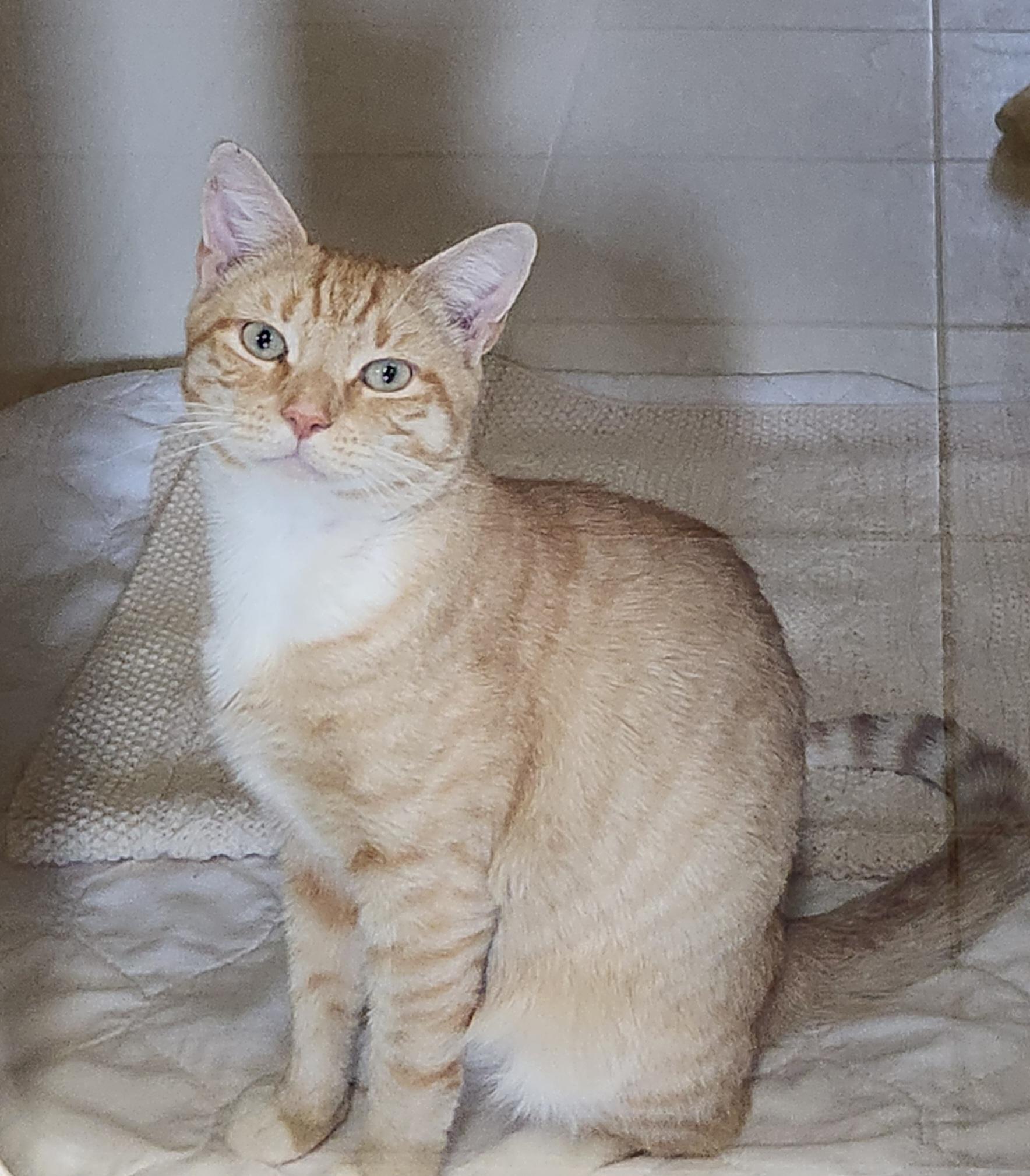 George, Adoptable, Adult Male Domestic Short Hair.