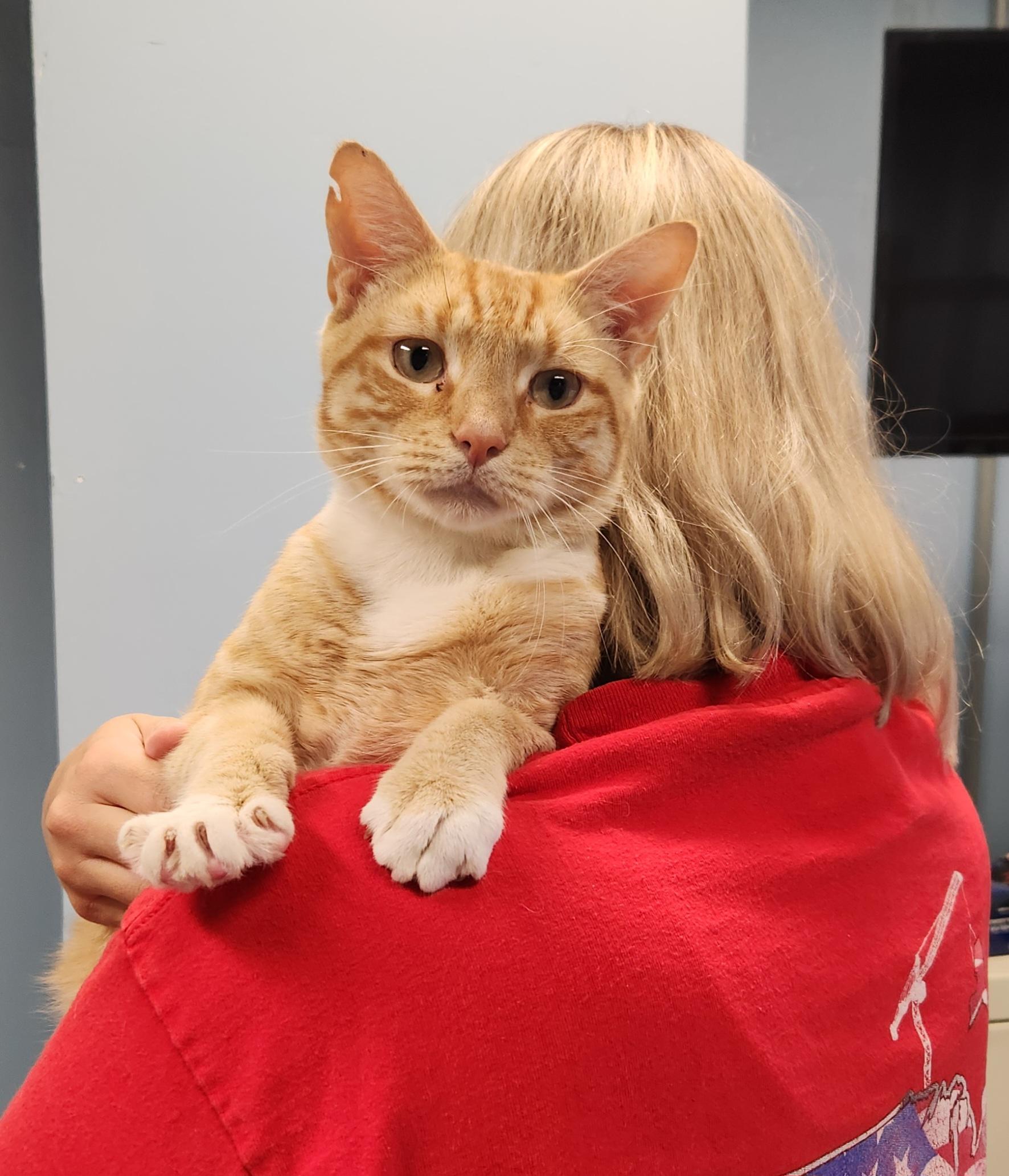 Enlarge George, a Adoptable Domestic Short Hair in Sewaren, NJ image 2/3