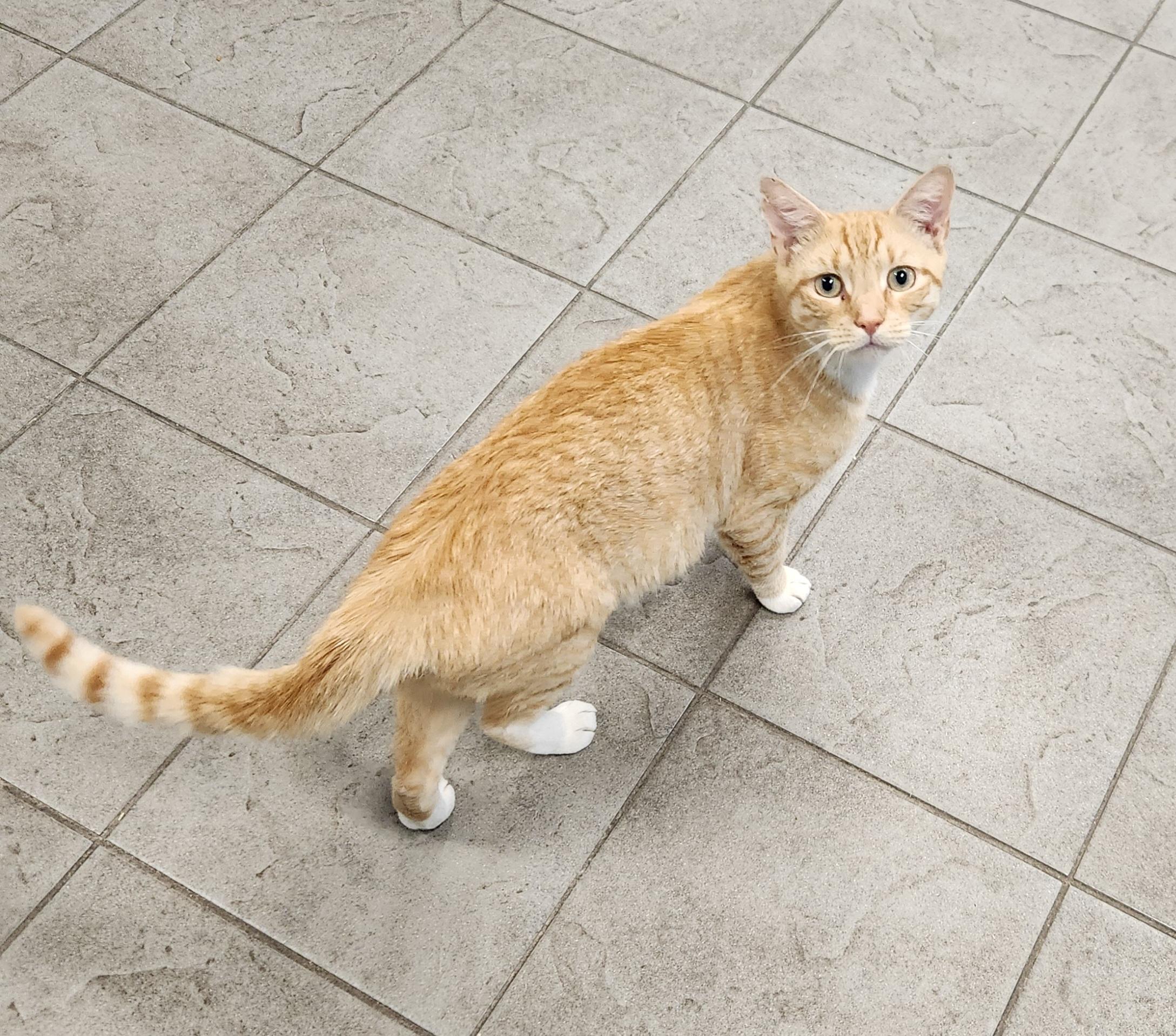 Enlarge George, a Adoptable Domestic Short Hair in Sewaren, NJ image 3/3