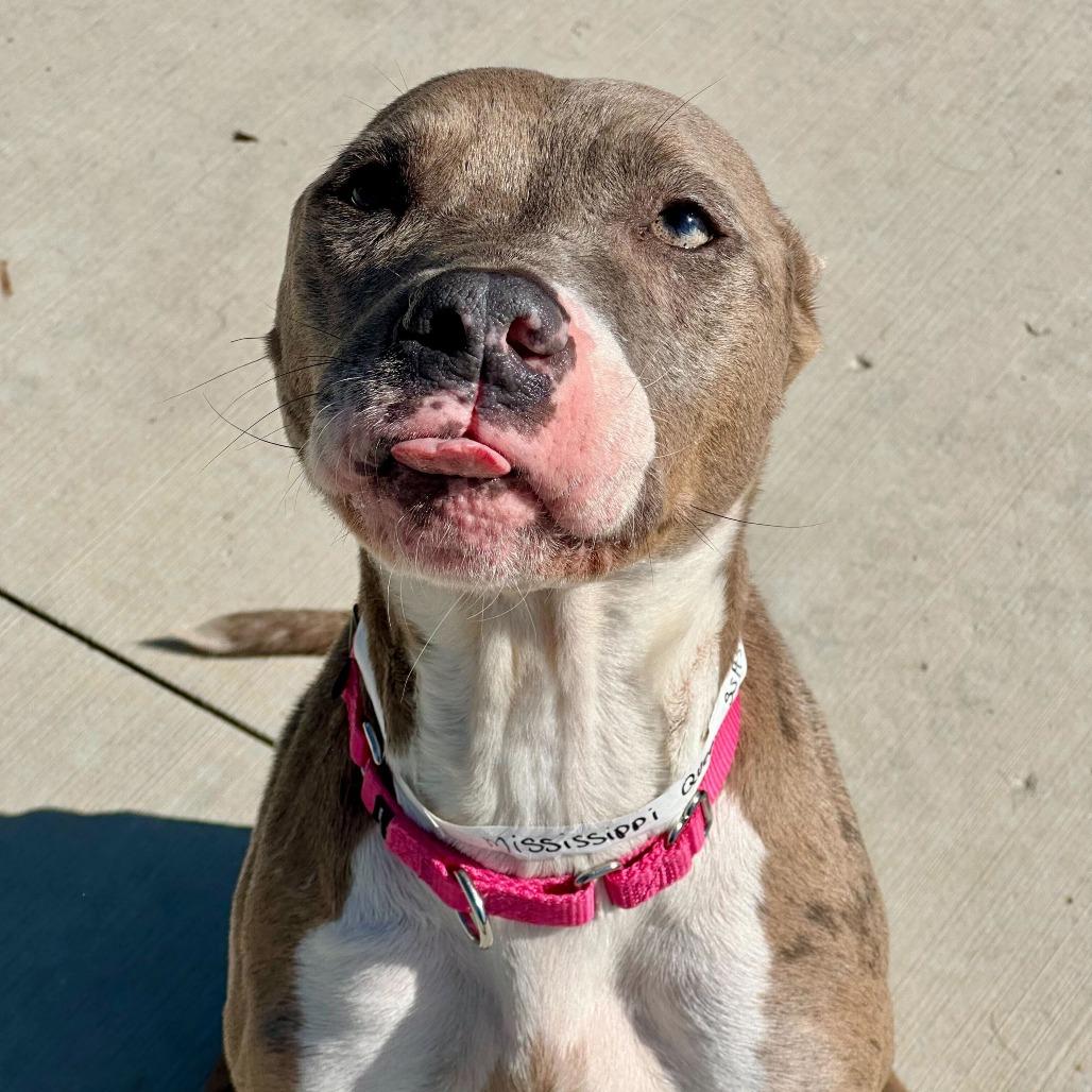 Mississippi Queen, Adoptable, Adult Female Pit Bull Terrier.