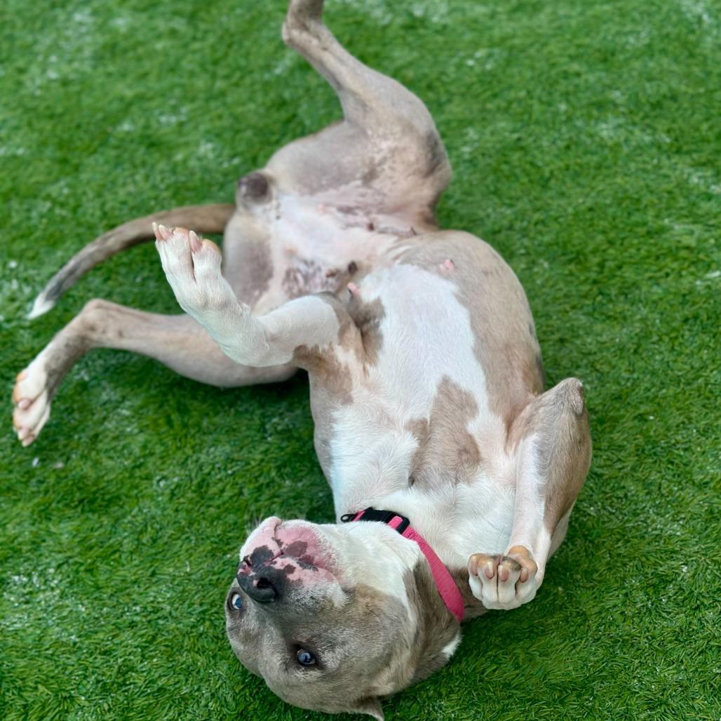 Mississippi Queen, Adoptable, Adult Female Pit Bull Terrier.