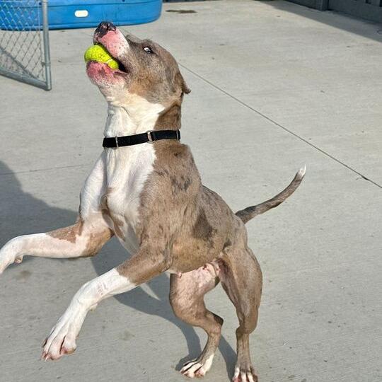 Enlarge Mississippi Queen, a Adoptable mixed breed in Matteson, IL image 2/6