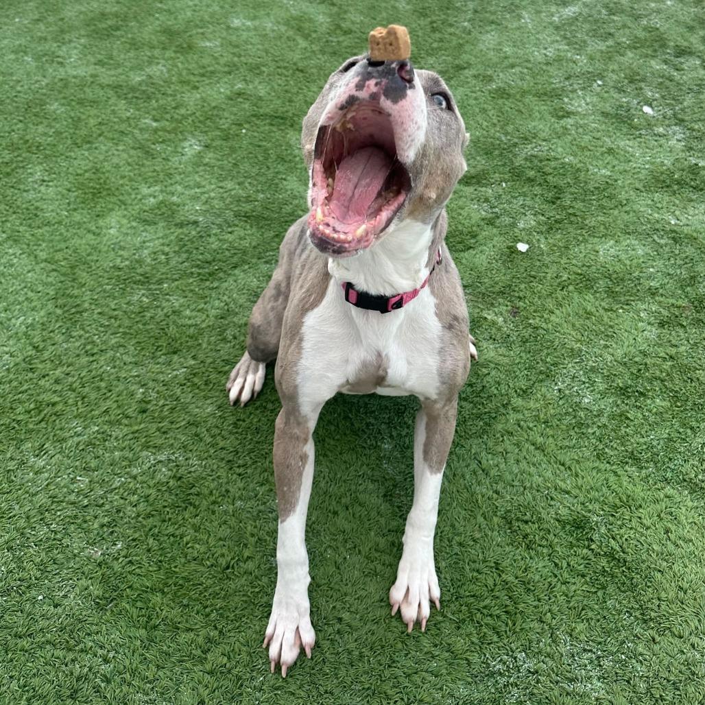 Enlarge Mississippi Queen, a Adoptable mixed breed in Matteson, IL image 4/6