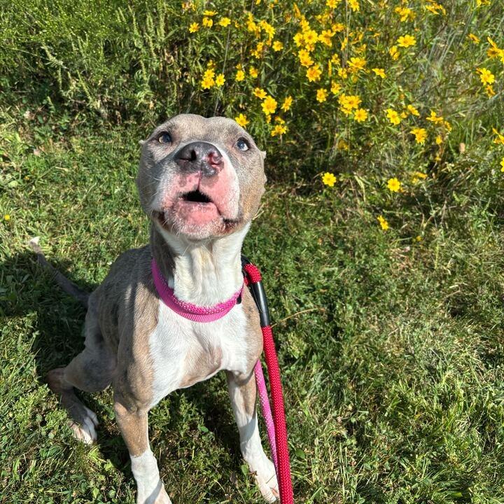 Enlarge Mississippi Queen, a Adoptable mixed breed in Matteson, IL image 5/6