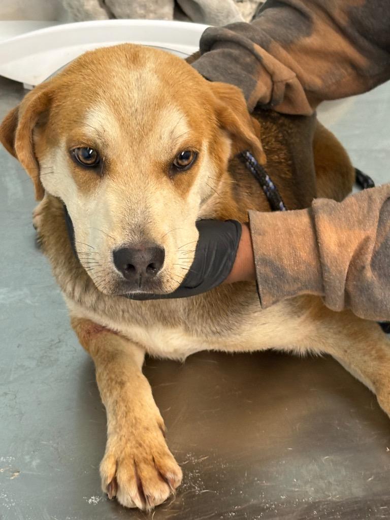 Herring 1, Adoptable, Young Female Mixed Breed.