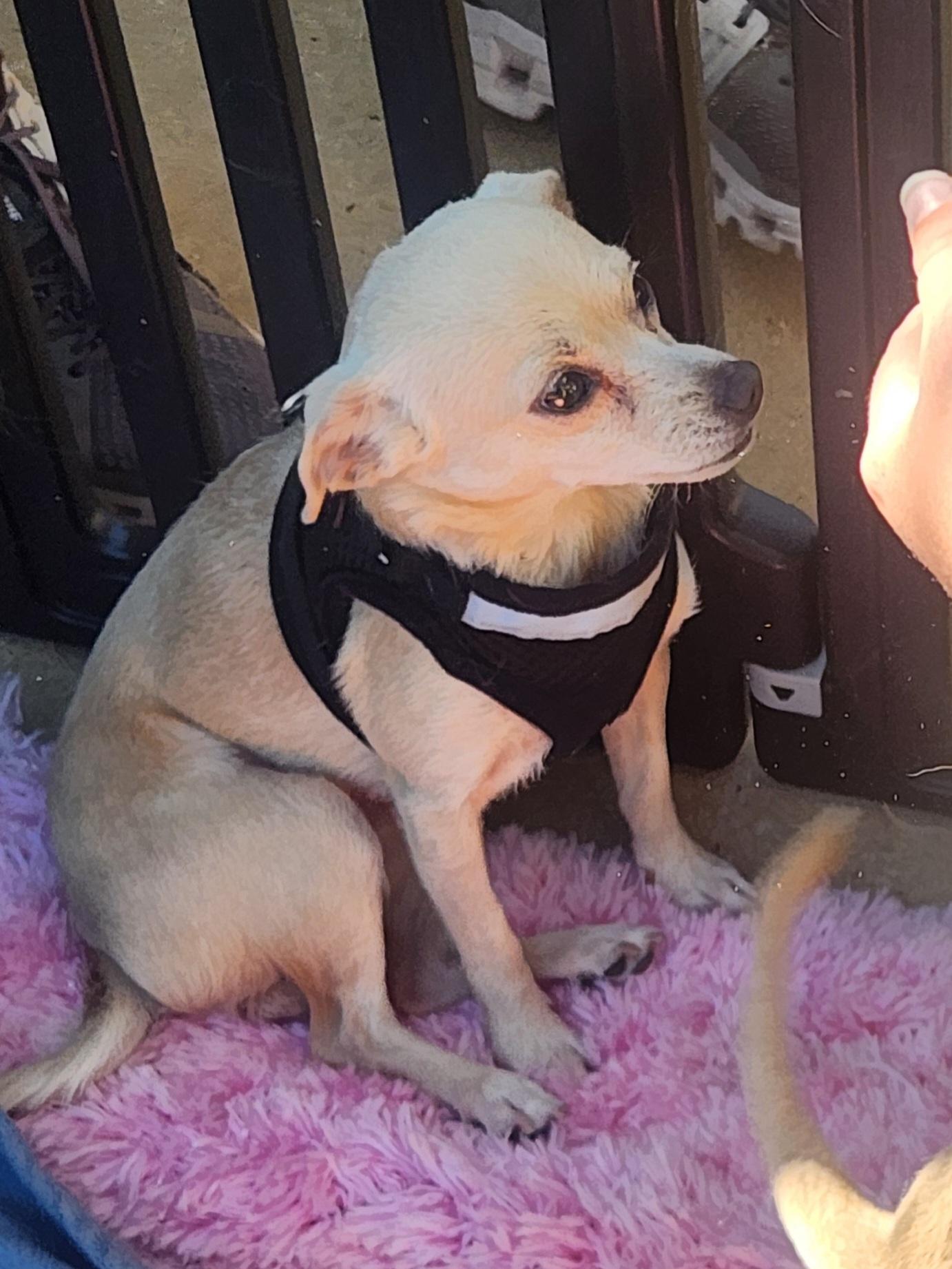 Enlarge IttyBitty, a Adoptable Chihuahua in Dallas, TX image 1/3