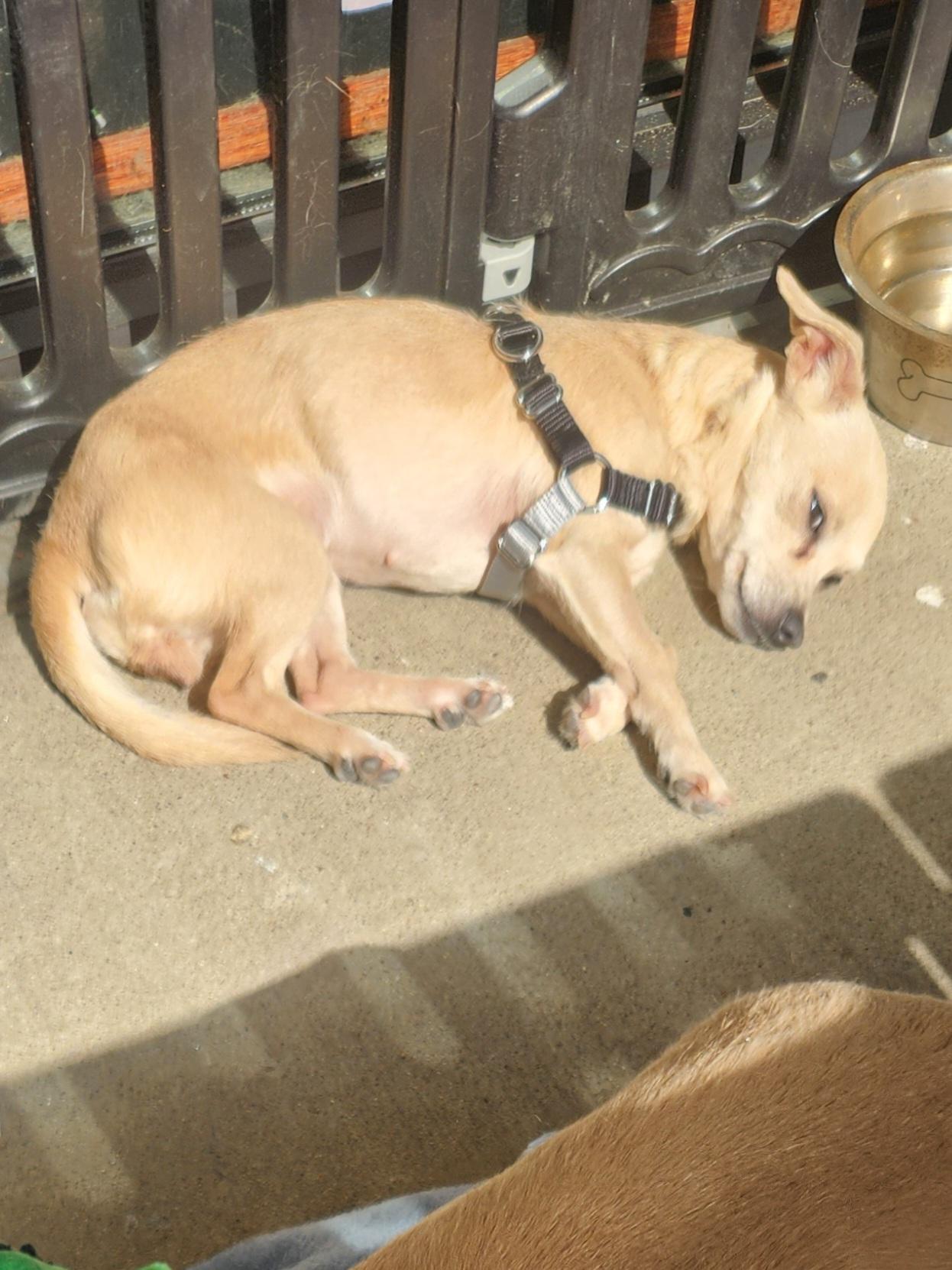 Enlarge IttyBitty, a Adoptable Chihuahua in Dallas, TX image 2/3