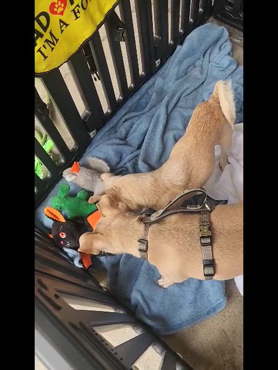 Enlarge IttyBitty, a Adoptable Chihuahua in Dallas, TX video 3/3